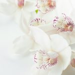 white-and-purple orchid flowers